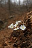 Hepatica asiatica. Цветущее растение в широколиственном лесу. Южное Приморье, Чёрные горы, заповедник \"Кедровая падь\", хр. Сухореченский. 23.04.2010.