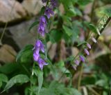 View full-size image Campanula rapunculoides