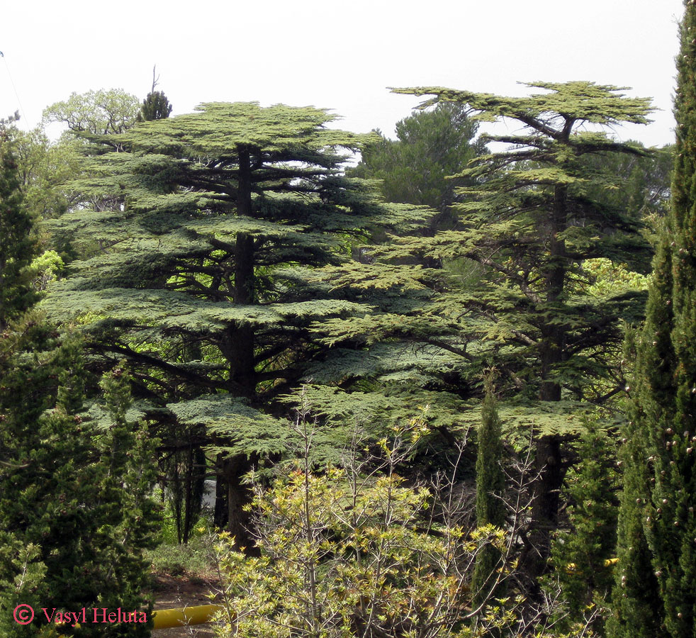 Изображение особи Cedrus libani.