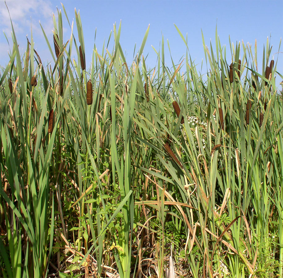 Image of Typha latifolia specimen.