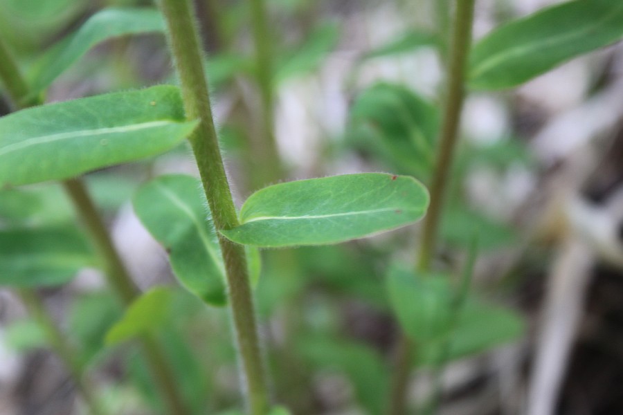 Image of Euphorbia jenisseiensis specimen.