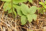 Cardamine macrophylla