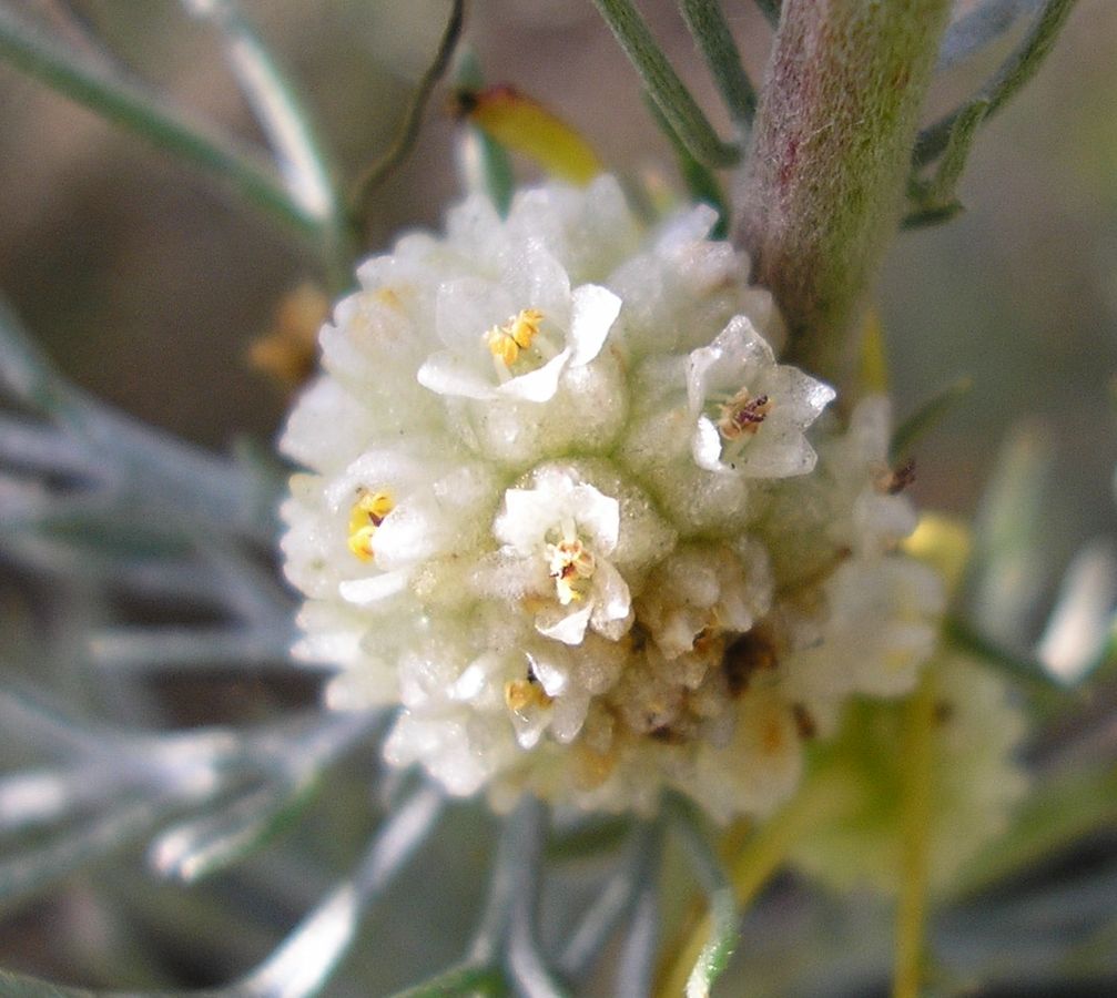 Image of Cuscuta approximata specimen.