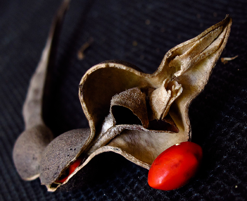 Image of Erythrina corallodendron specimen.