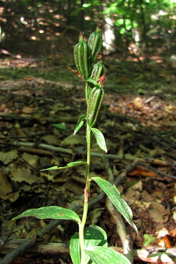 Image of Cephalanthera damasonium specimen.