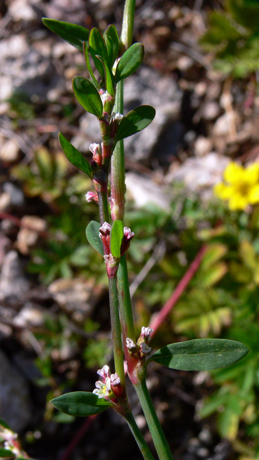 Image of Polygonum arenastrum specimen.