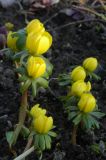 Eranthis hyemalis