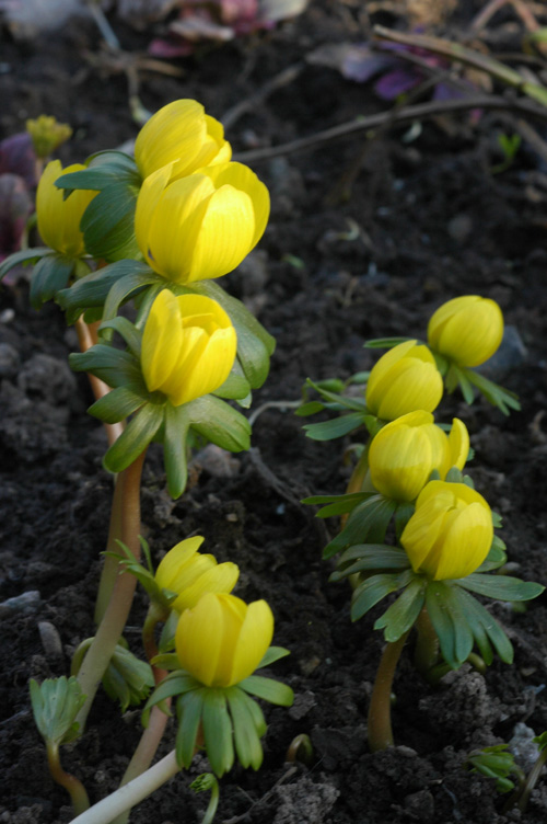 Image of Eranthis hyemalis specimen.