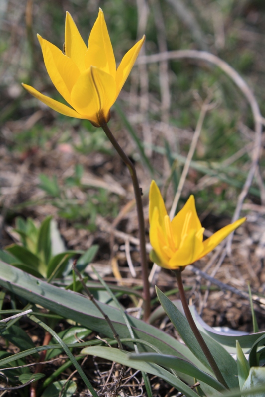 Image of Tulipa biebersteiniana specimen.