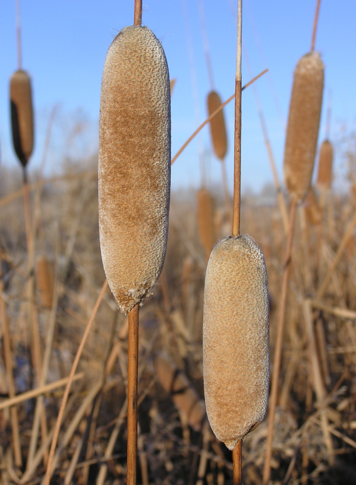 Image of Typha tichomirovii specimen.