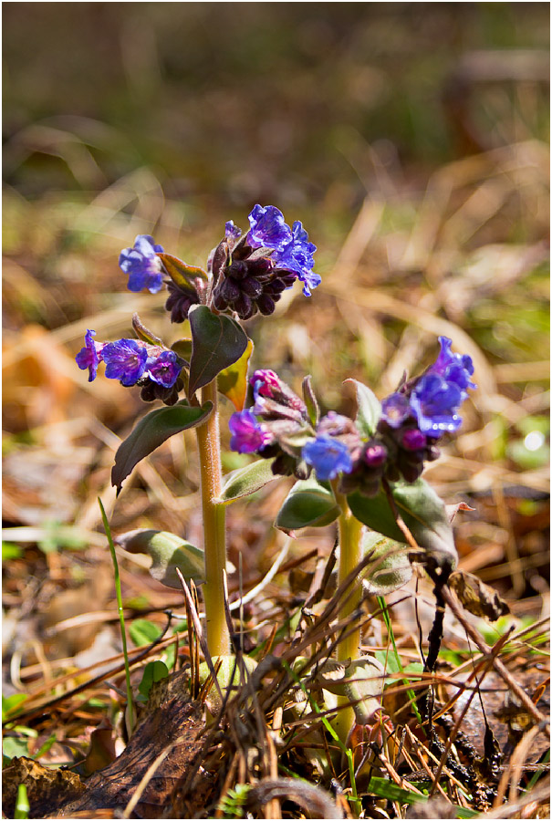 Изображение особи Pulmonaria mollis.