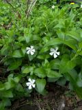 Vinca major