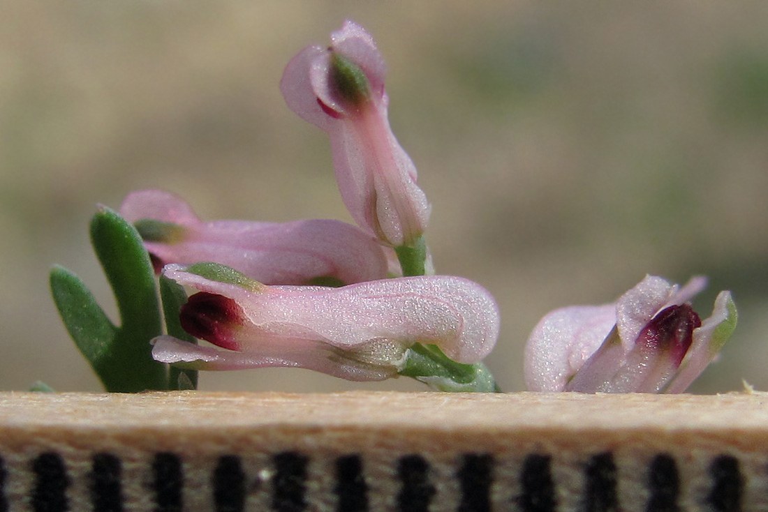 Image of Fumaria vaillantii specimen.