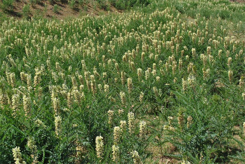 Изображение особи Pseudosophora alopecuroides.