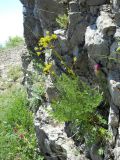 Ferulago galbanifera разновидность brachyloba. Цветущее растение. Крым, над Ялтой, хребет Иограф, на скалах. 4 июня 2012 г.