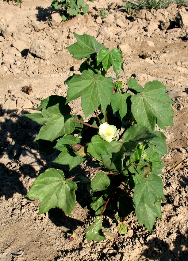 Image of Gossypium peruvianum specimen.