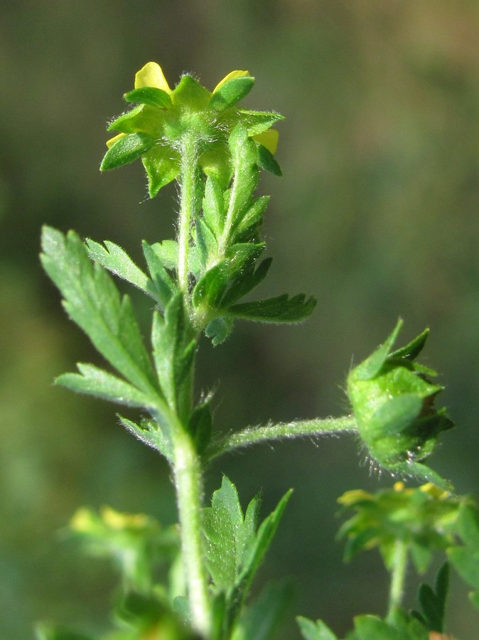 Изображение особи Potentilla supina.