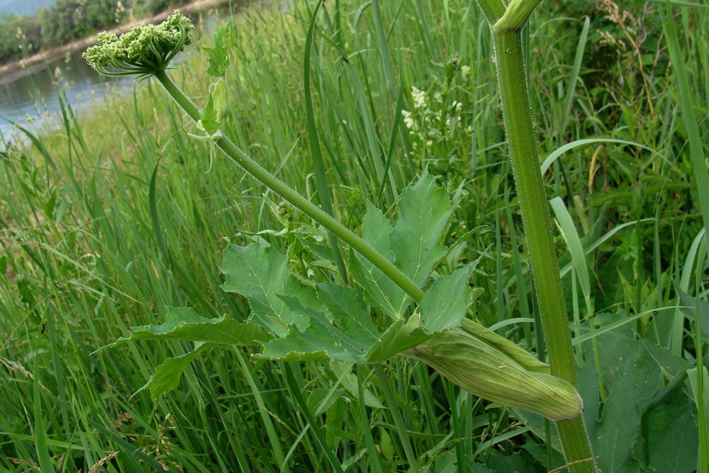 Изображение особи Heracleum dissectum.