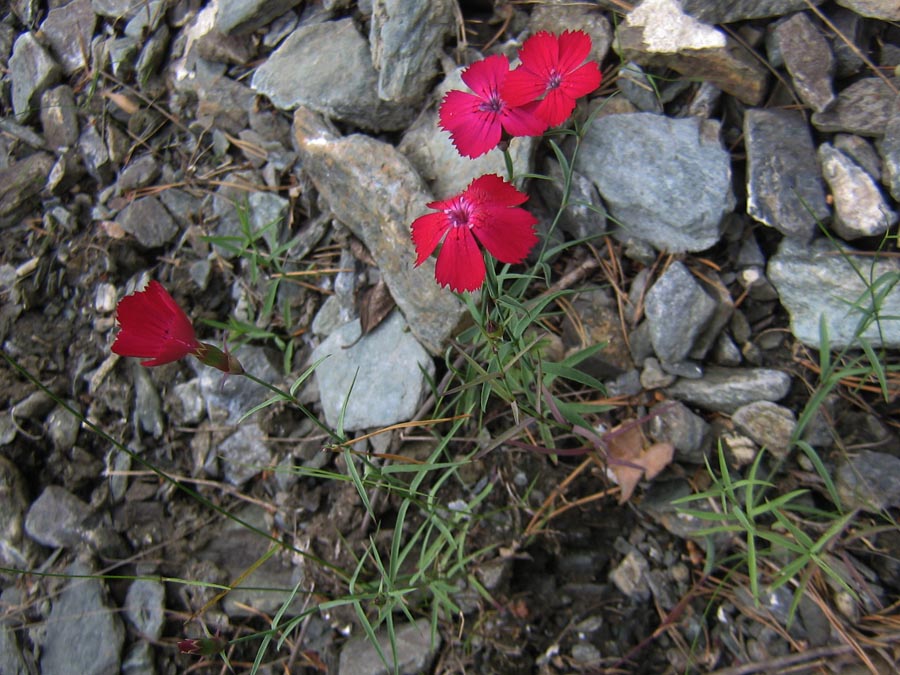 Image of Dianthus mainensis specimen.