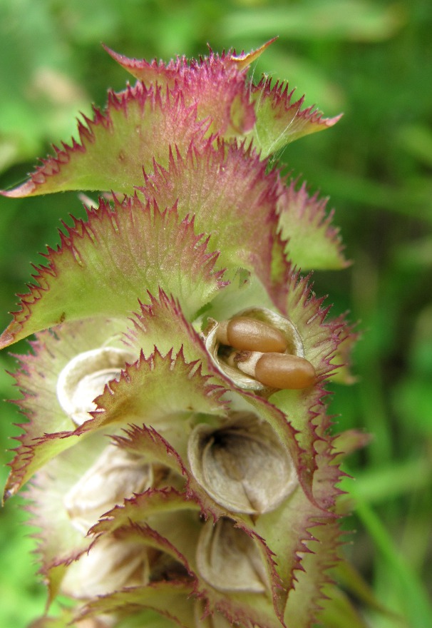 Изображение особи Melampyrum cristatum.