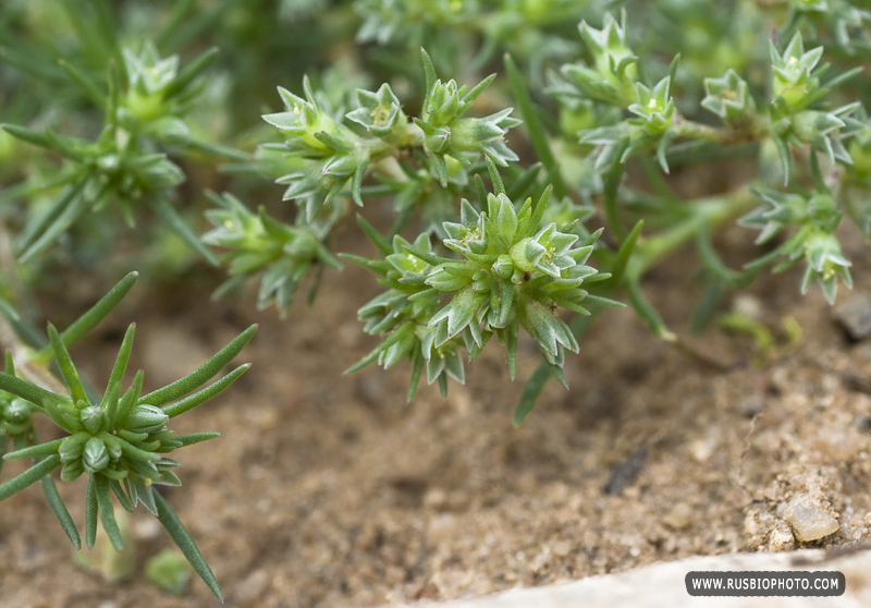 Изображение особи Scleranthus annuus.