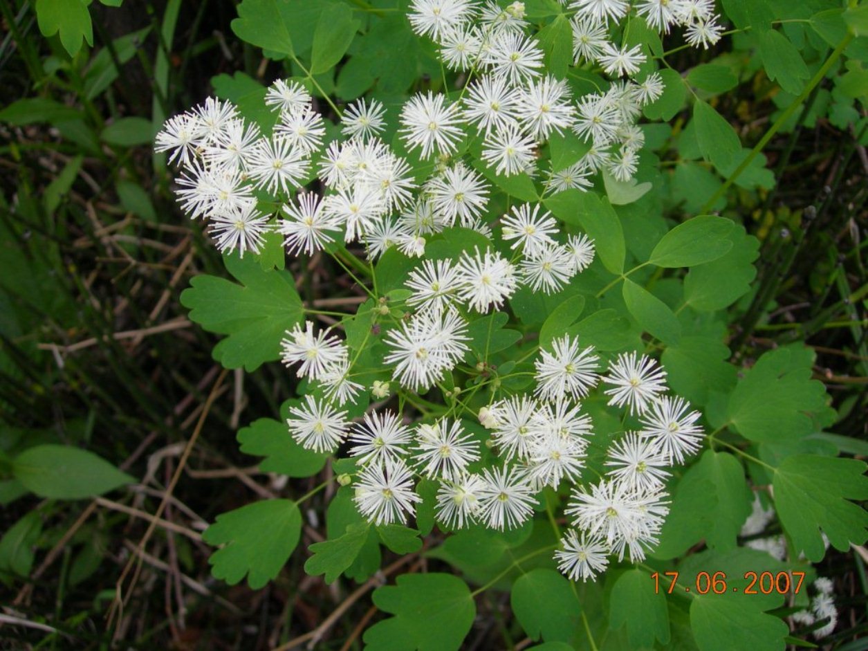 Image of Thalictrum sachalinense specimen.