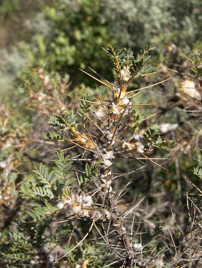 Image of Astragalus caucasicus specimen.