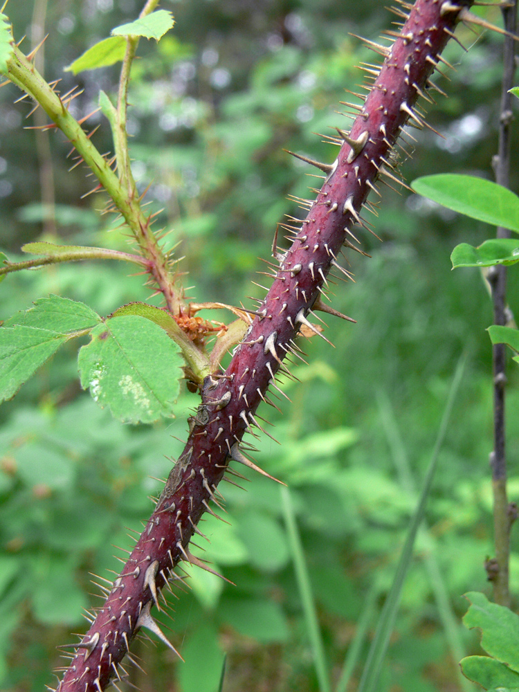 Image of Rosa acicularis specimen.