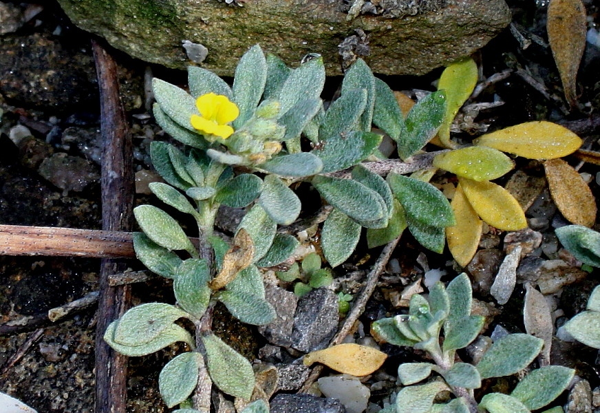 Image of Alyssum wulfenianum specimen.