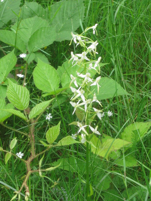 Image of Platanthera bifolia specimen.