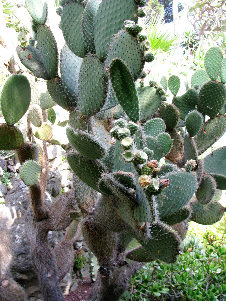 Image of Opuntia leucotricha specimen.