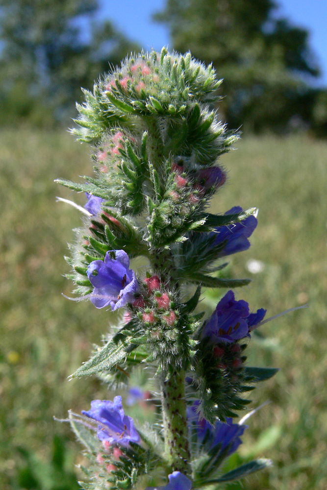 Image of Echium vulgare specimen.