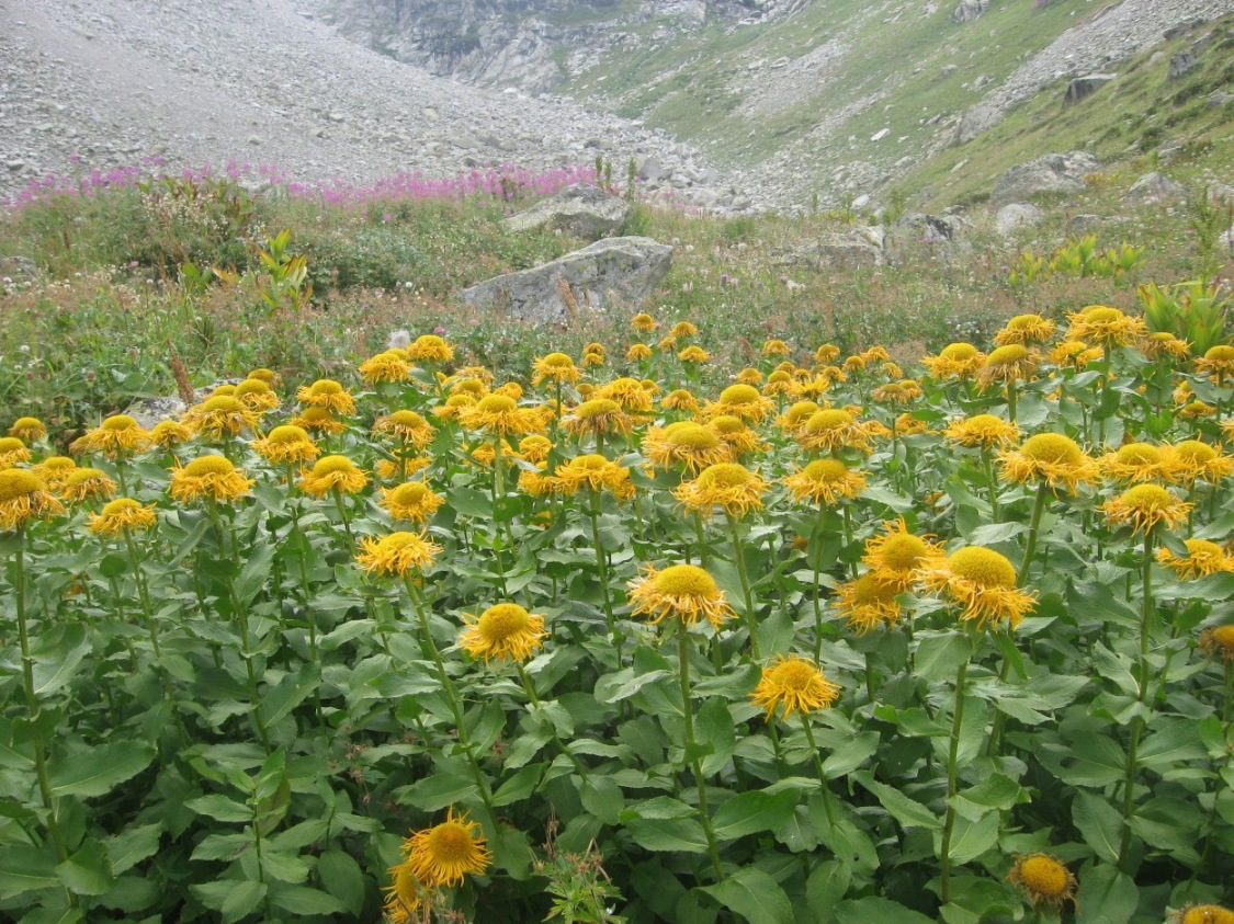 Image of Inula grandiflora specimen.