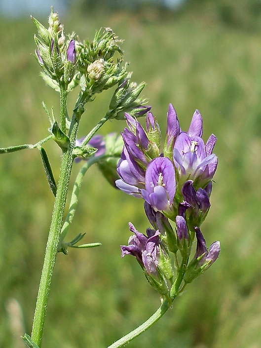 Изображение особи Medicago sativa.