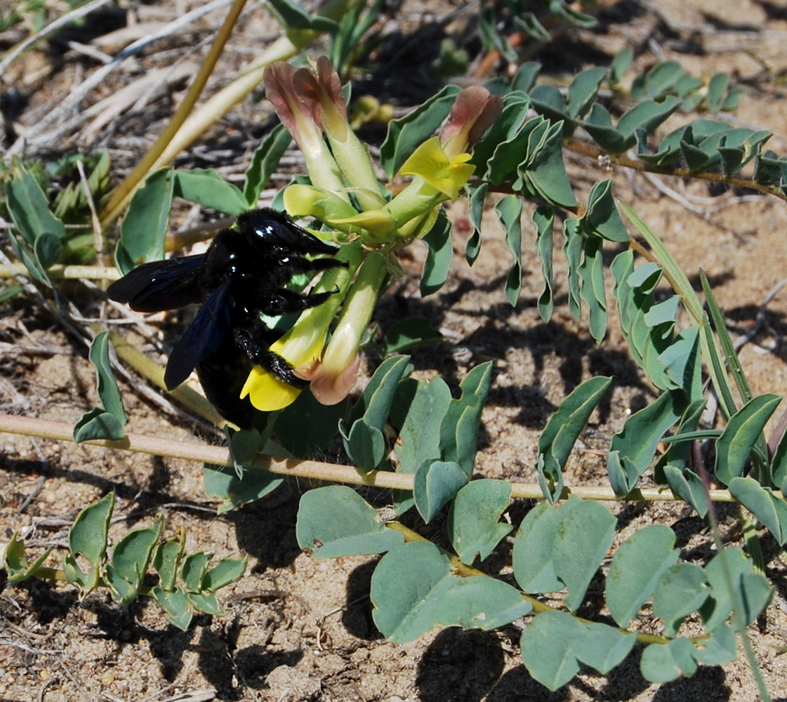 Изображение особи Astragalus altaicola.