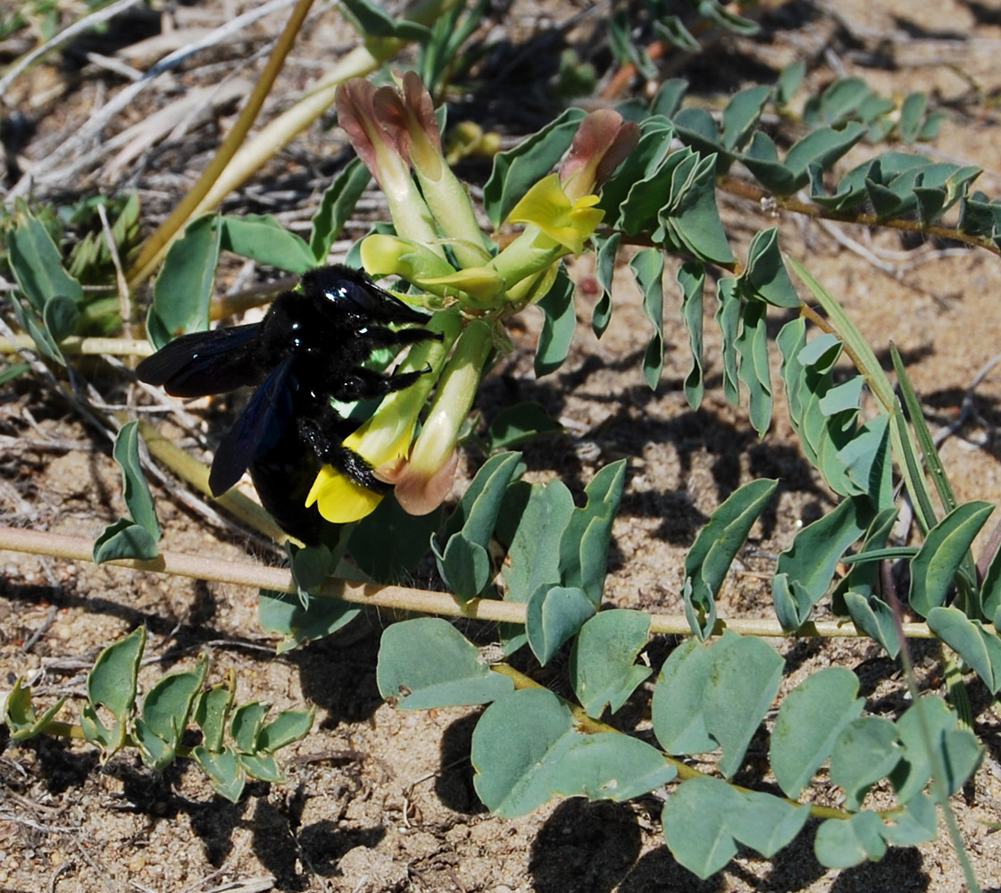 Image of Astragalus altaicola specimen.