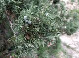 Juniperus polycarpos