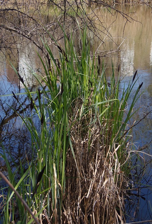 Image of Carex riparia specimen.