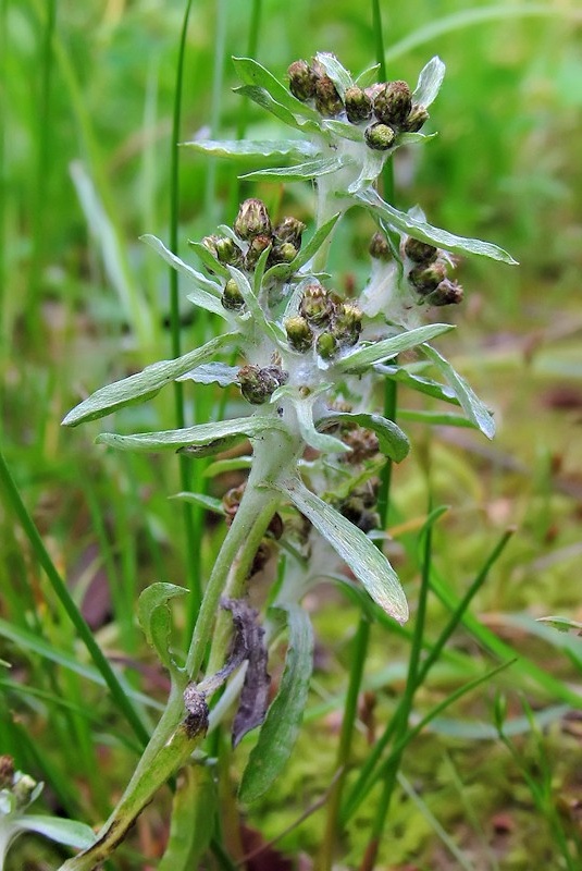 Image of Gnaphalium uliginosum specimen.