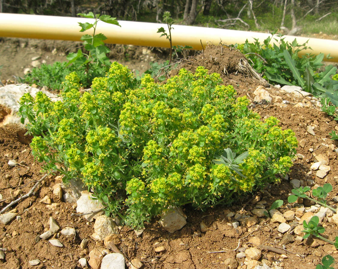 Image of Cruciata taurica specimen.