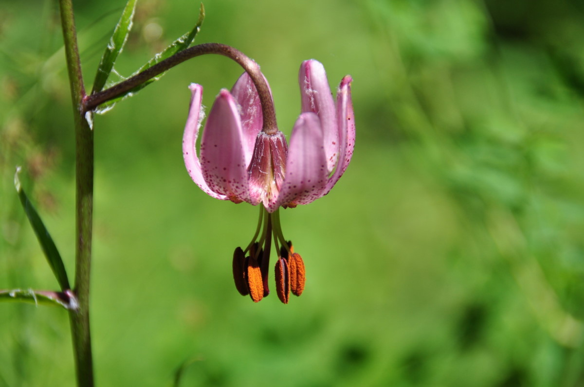 Image of Lilium pilosiusculum specimen.