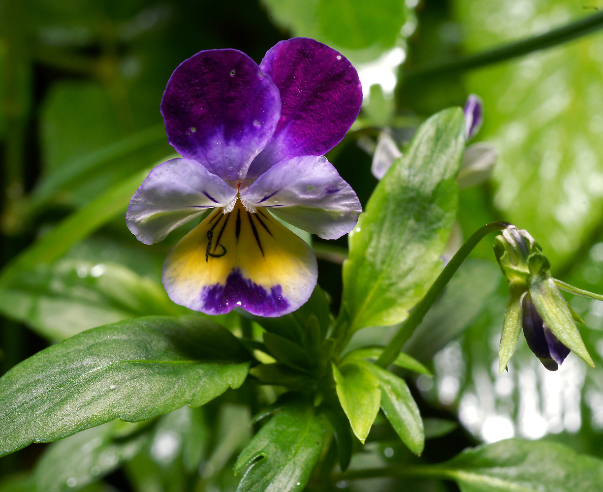 Изображение особи род Viola.