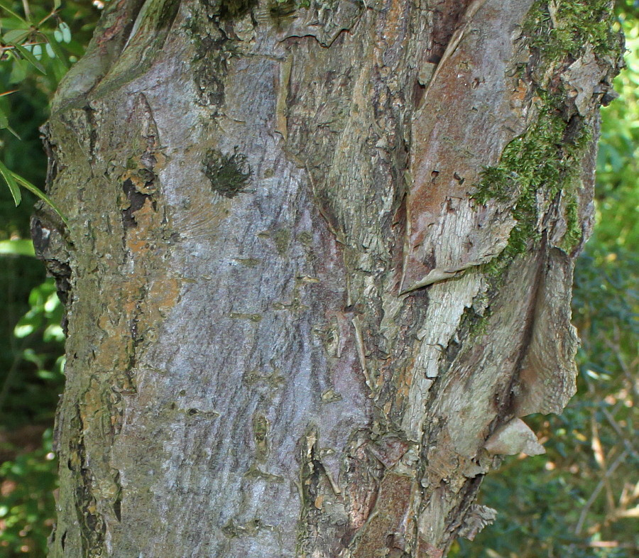 Image of genus Sorbus specimen.