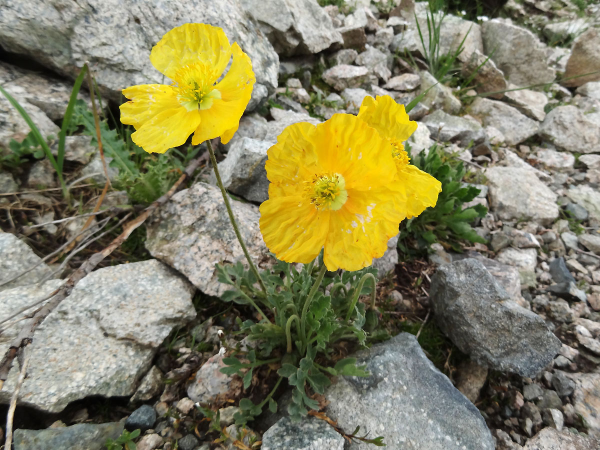 Image of Papaver croceum specimen.