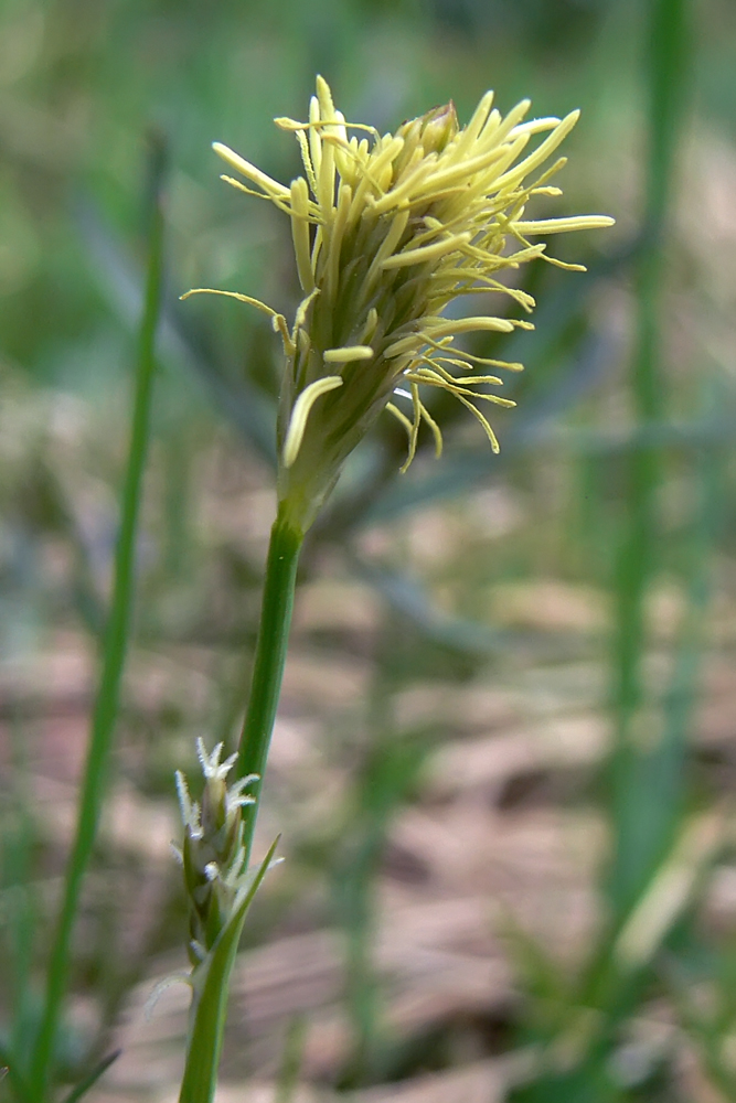 Изображение особи Carex vaginata.