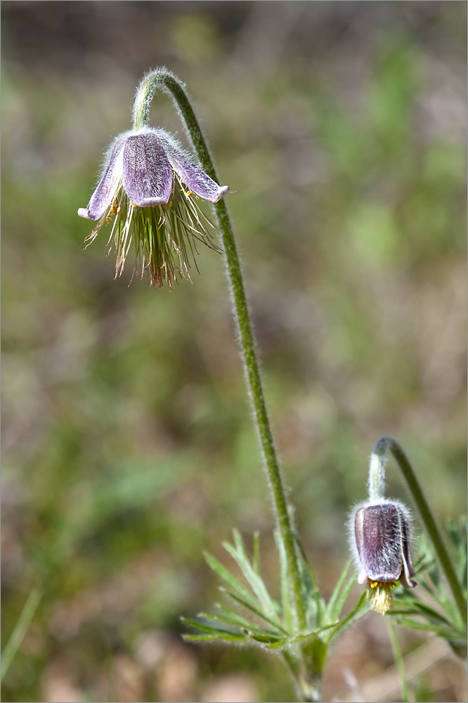 Image of Pulsatilla pratensis specimen.