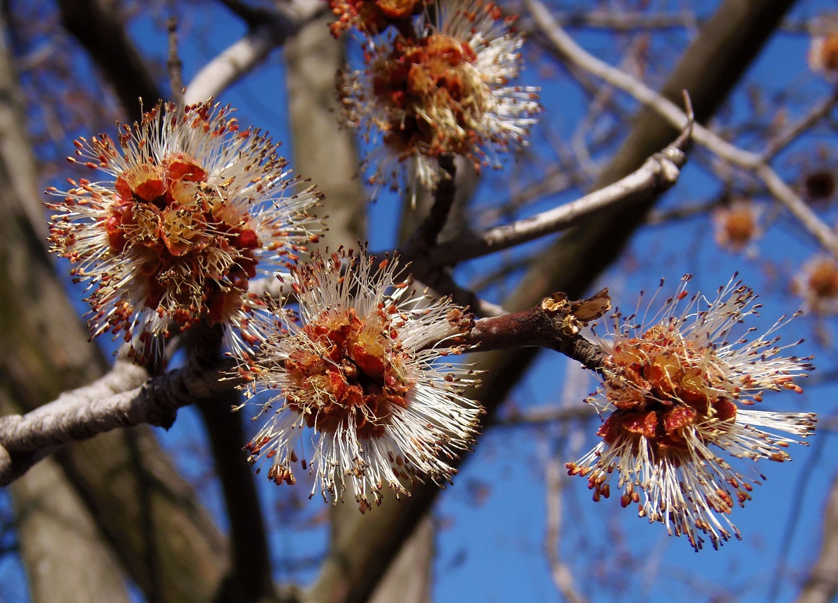 Изображение особи Acer saccharinum.