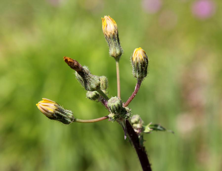 Изображение особи Sonchus oleraceus.