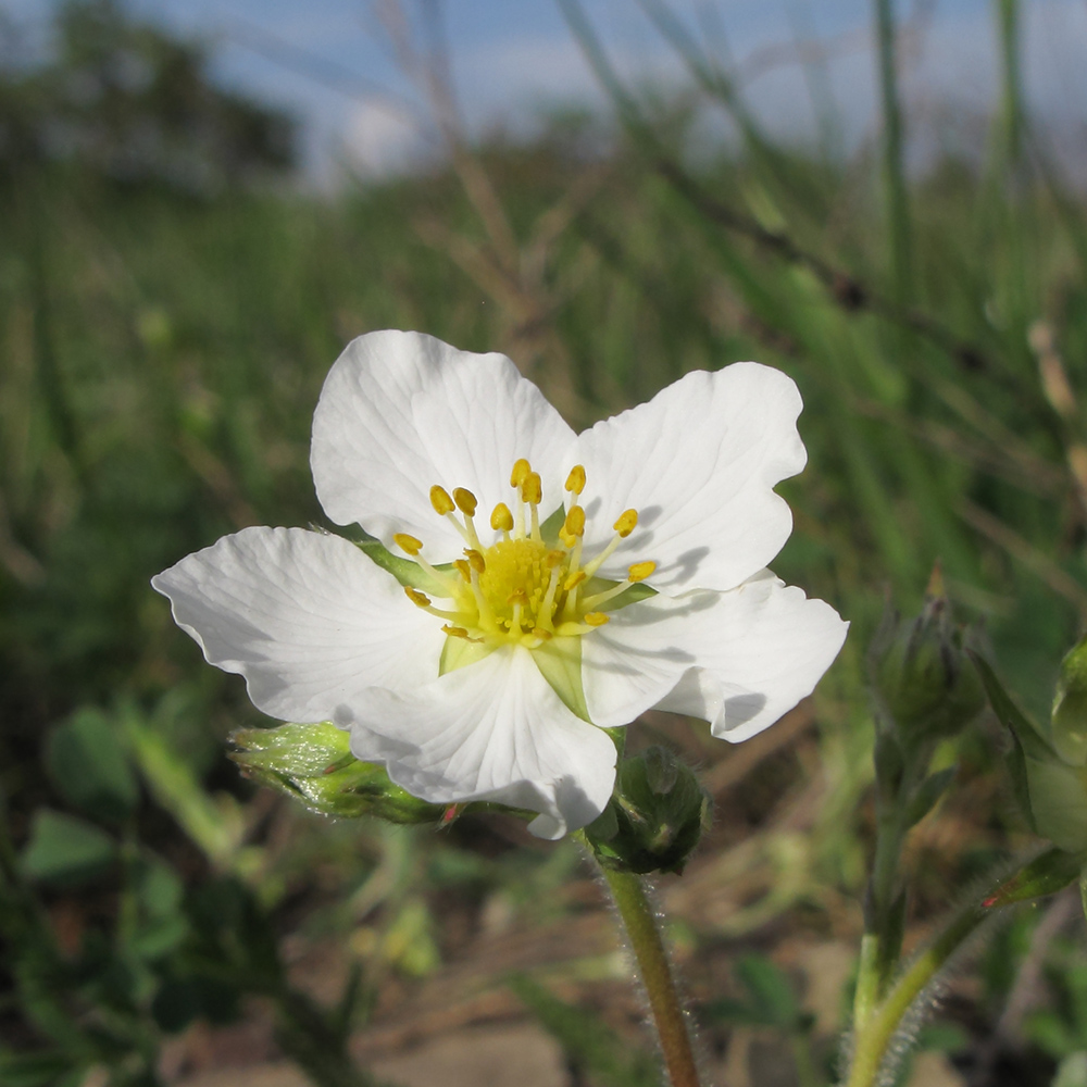 Изображение особи Fragaria viridis.