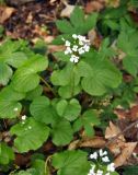 Pachyphragma macrophyllum